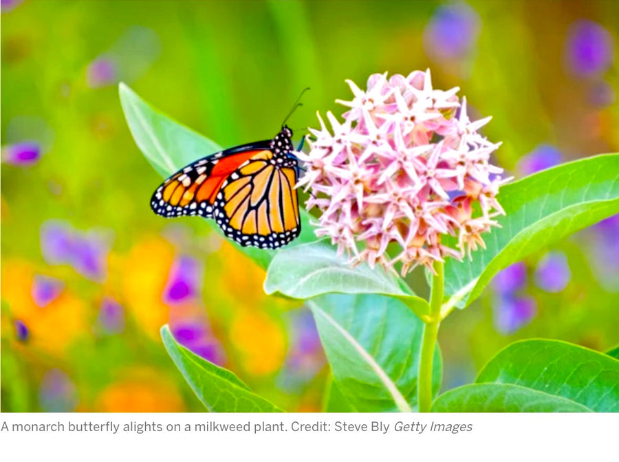 How Does Glyphosate Harm Our Environment? - Part 2 - Blog # 71