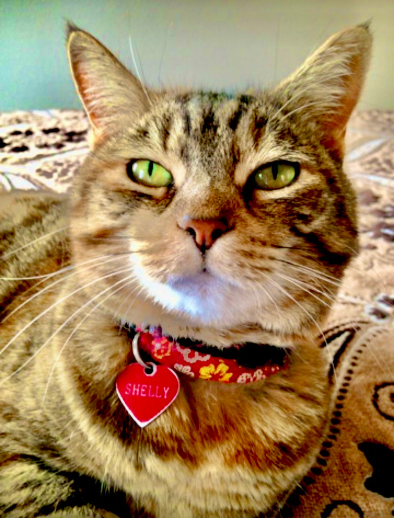 Our Pets and HP-EVOO - Blog # 19