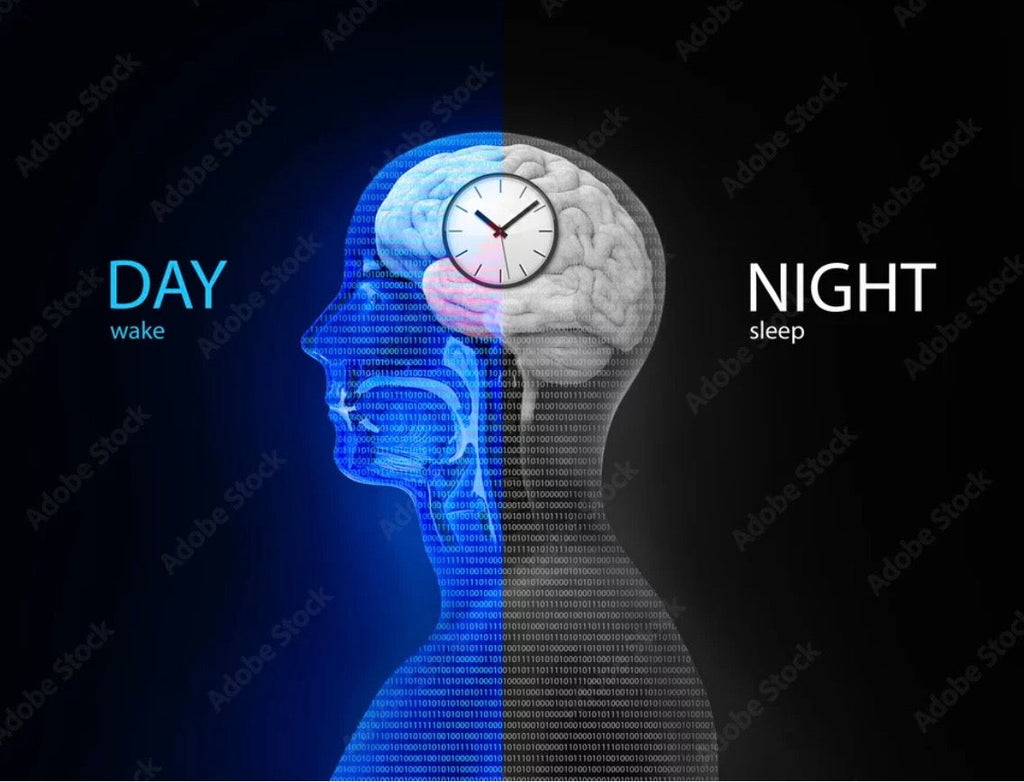 Optimize Your Circadian Rhythm - # HP-EVOO - Blog # 113