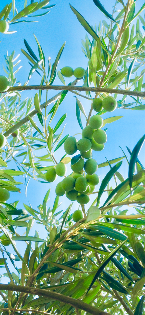 The Liver/Pancreas connection - Blog #2