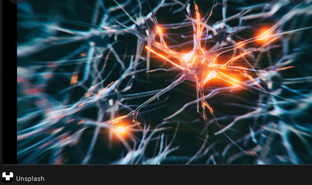 Can HP-EVOO Grow New Neurons? - Blog # 61