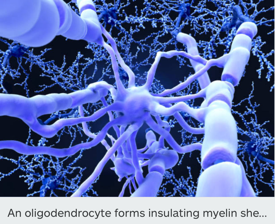 Can We Prevent Neurodegeneration? #HP-EVOO - Blog # 85