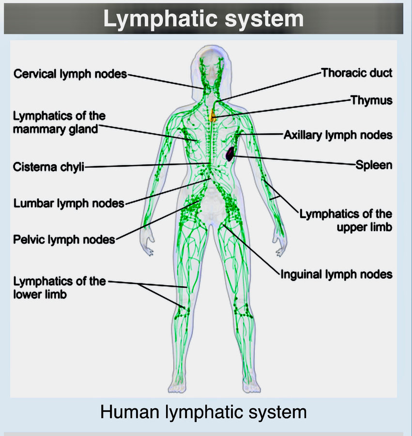 HP-EVOO & Our Lymphatic System - Blog # 53
