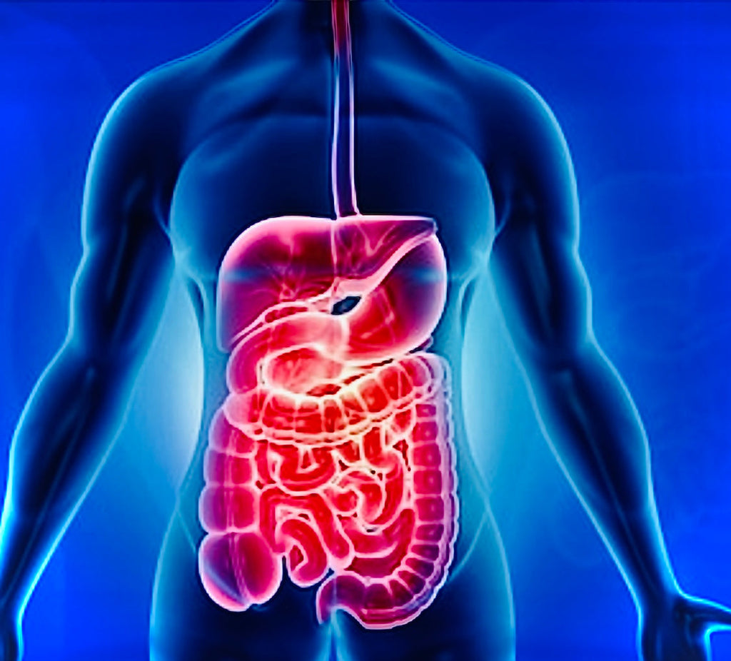 Your Gut & EVOO - Blog #10