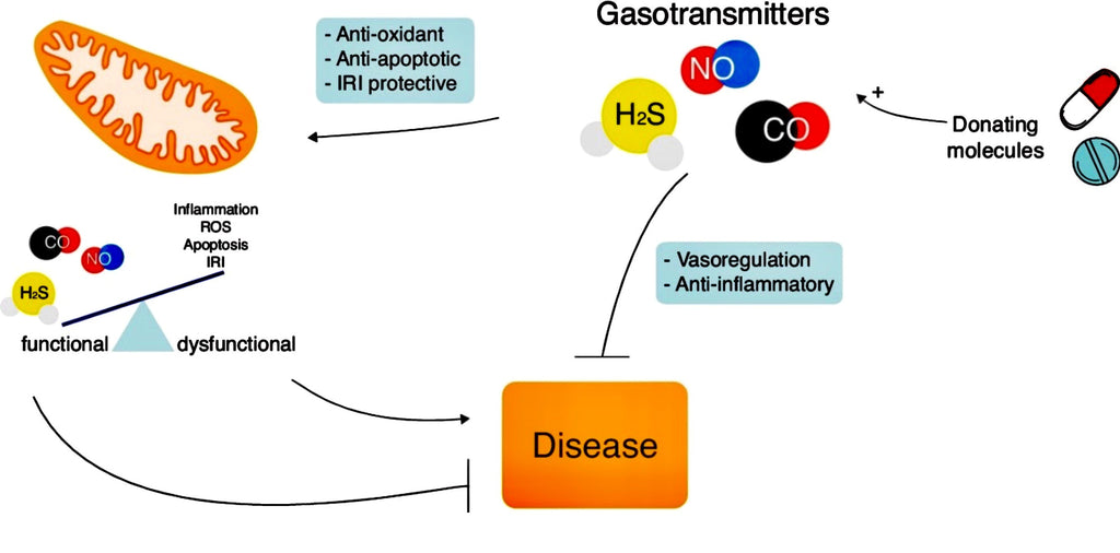 Gasotransmitters? Say What?! #HP-EVOO - Blog #98