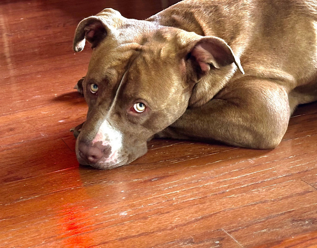 Our Dogs/Pets & HP-EVOO - Blog #116