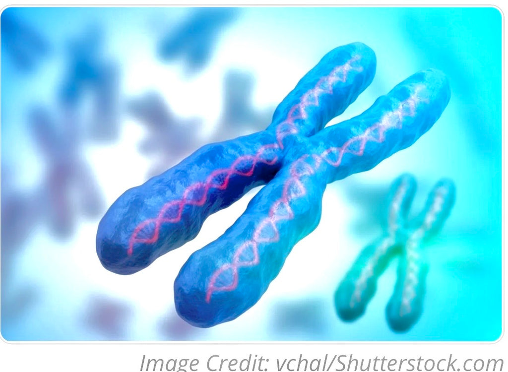 Significance of Human Chromosome 2 - Blog #115 #HP-EVOO