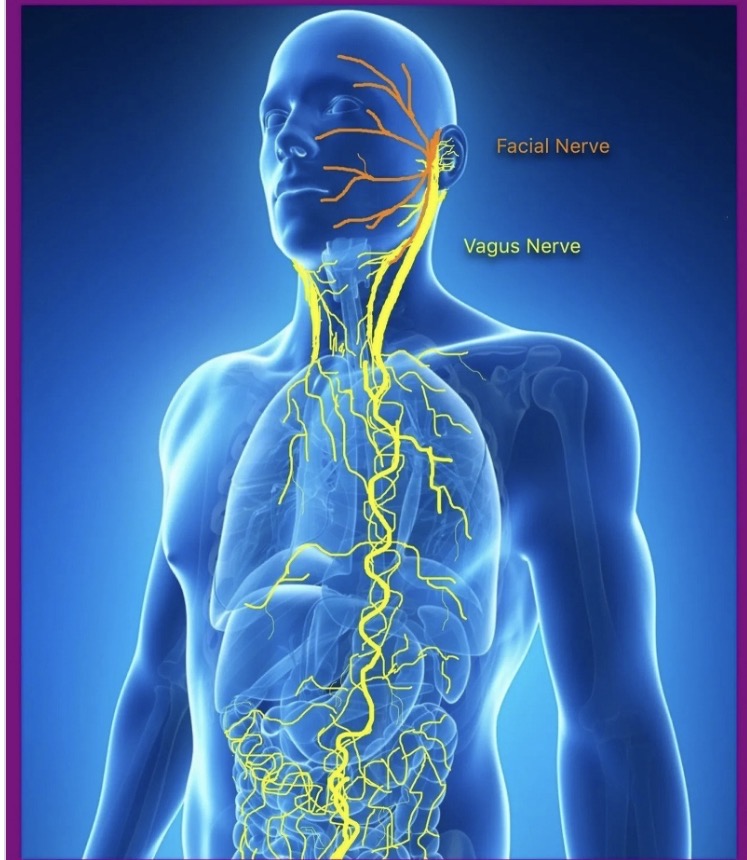 The Wandering Vagus Nerve (CN X) & HP-EVOO - Blog # 118